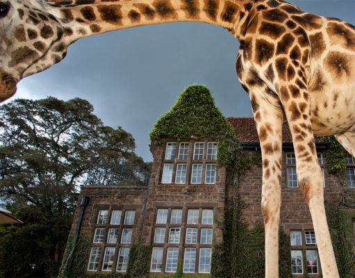 Giraffe Manor gallery
