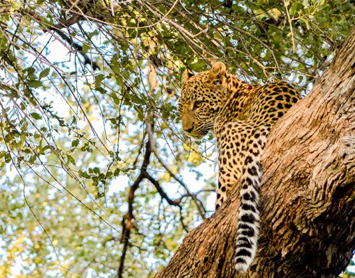 Mobile Safaris gallery