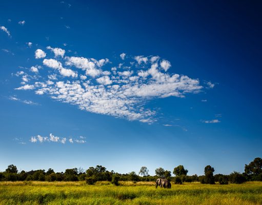 Mobile Safaris gallery
