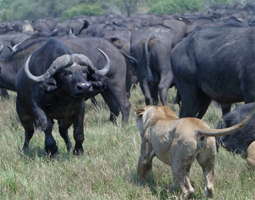 Mobile Safaris gallery