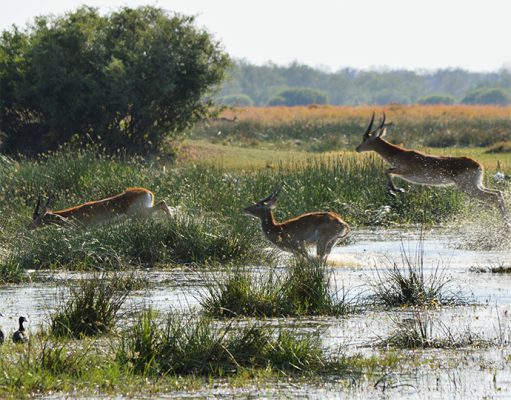Mobile Safaris gallery