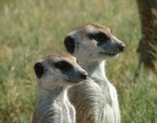Mobile Safaris gallery