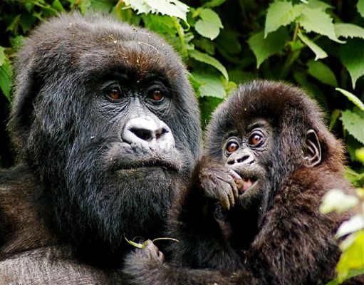 Rwanda safaris luxury safari holidays