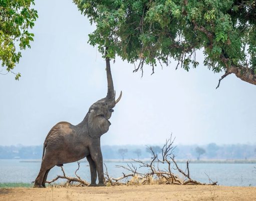 Mana Pools National Park