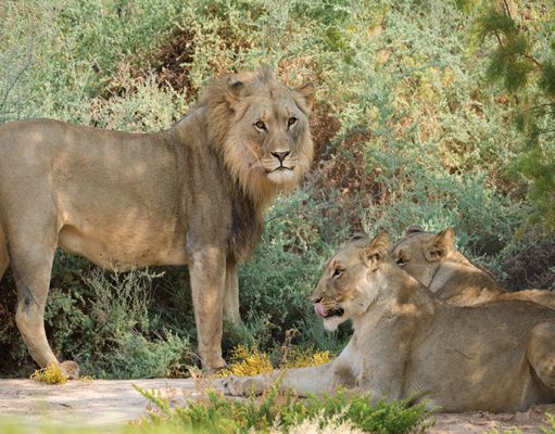 Hoanib Valley Safari Camp, Hoanib Camp, North West Namibia Luxury Holidays