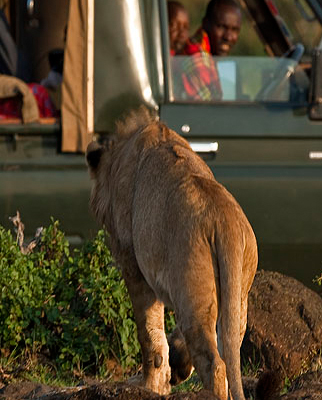 Friendliest Safari Camps in Kenya
