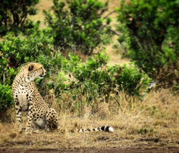Brand New Wilderness Mara