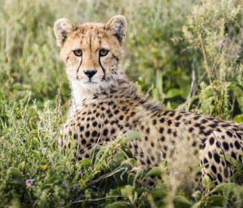 Charlie – A Remote Walking Camp