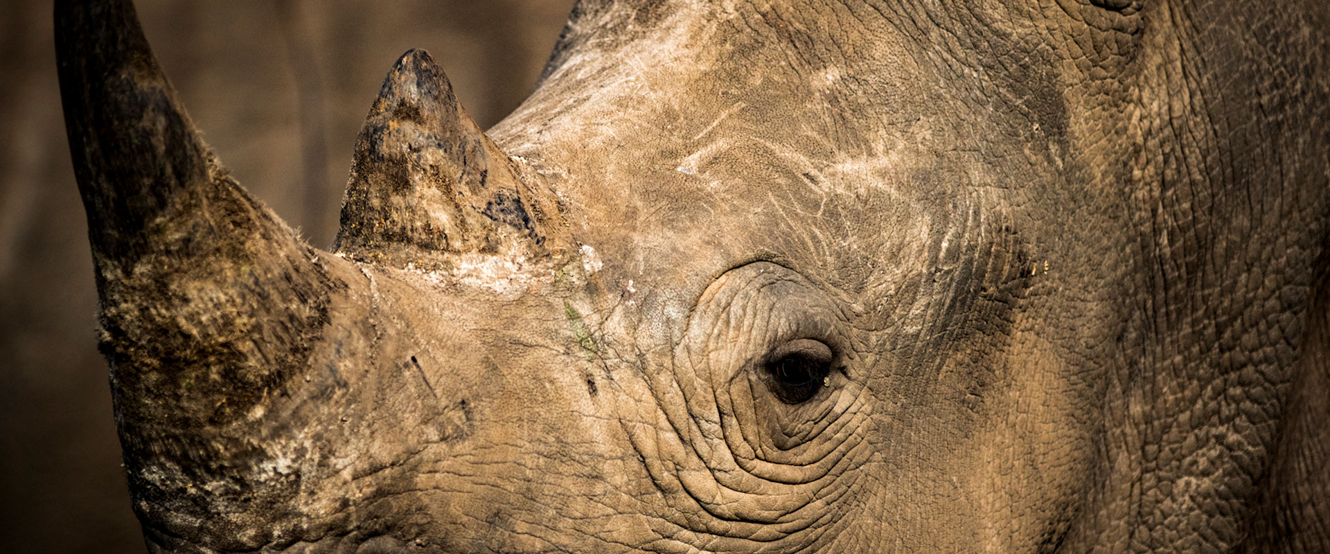 Luxury Safari How We Help Conservation
