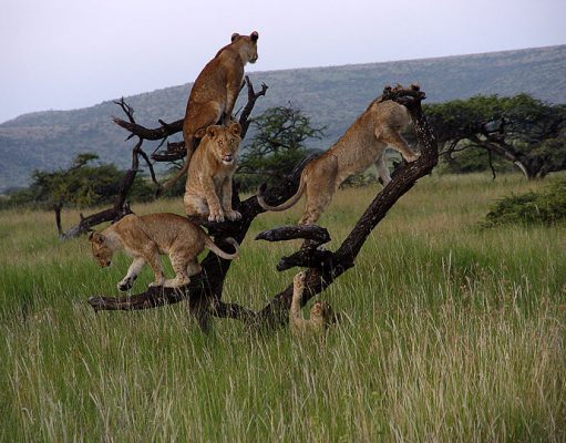Sirikoi: One of Kenya’s Top Safari Locations gallery