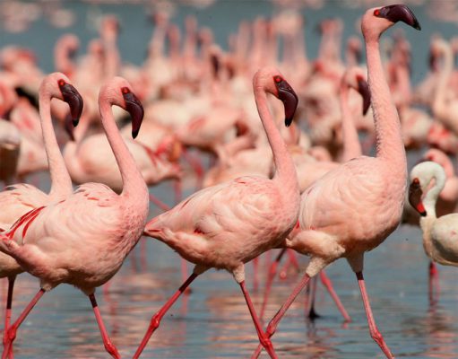 Top 5 Great Rift Valley Lakes gallery