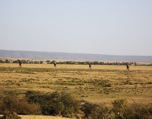 Mara Expeditions gallery