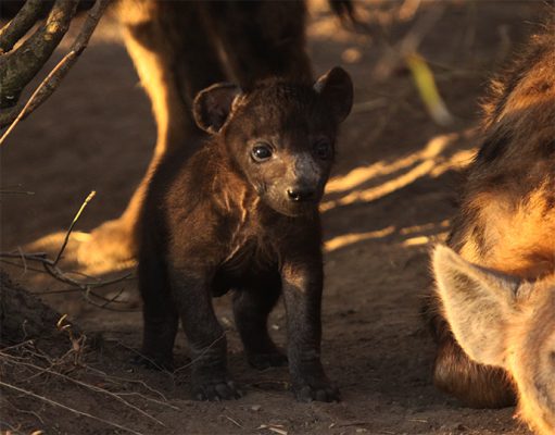 Mara Expeditions gallery