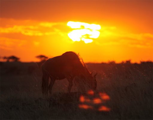 Mara Expeditions gallery