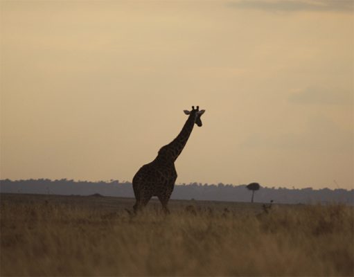 Mara Expeditions gallery