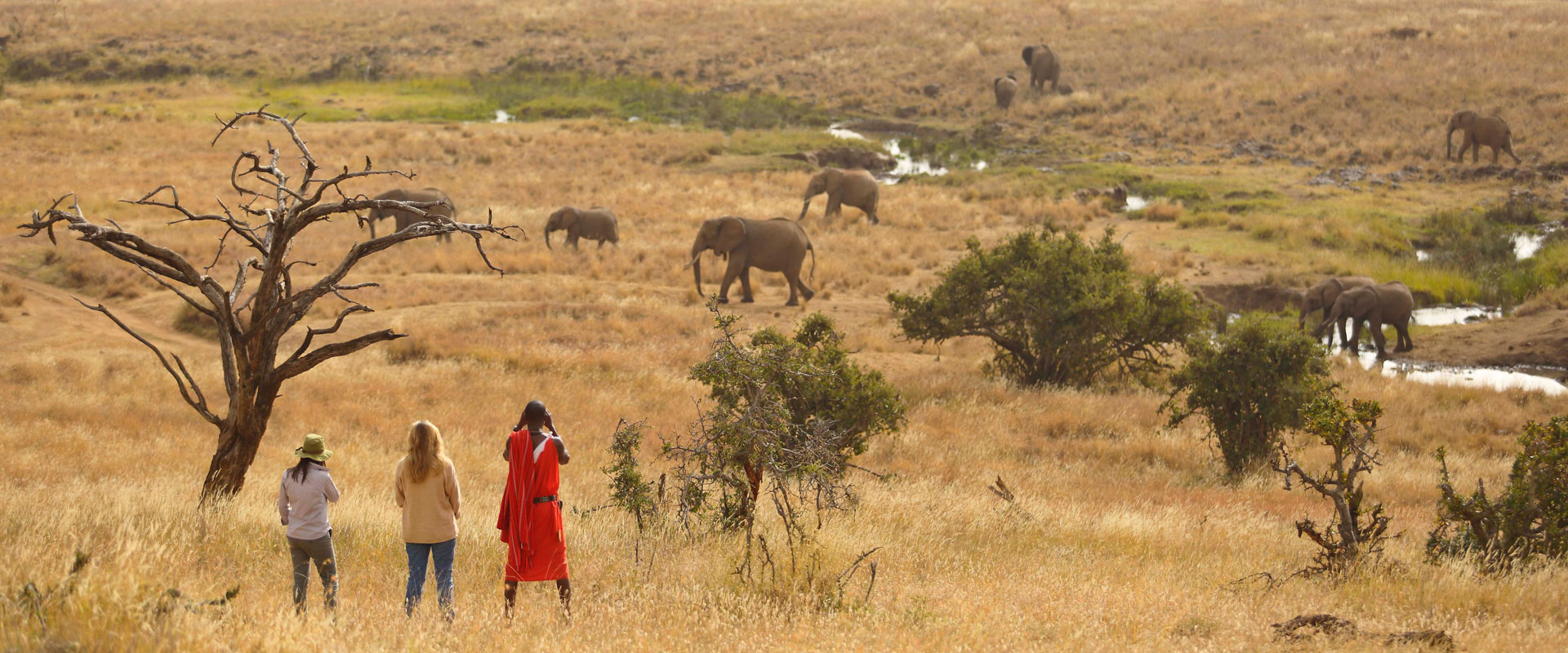 Cotter's and the Masai Mara Cotter's and the Masai Mara
