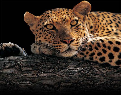 Mwiba Lodge gallery