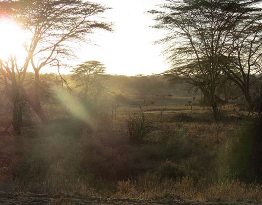 Mwiba – A Seriously Exclusive Tanzania Safari Lodge gallery