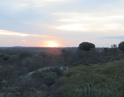 Mwiba Lodge gallery