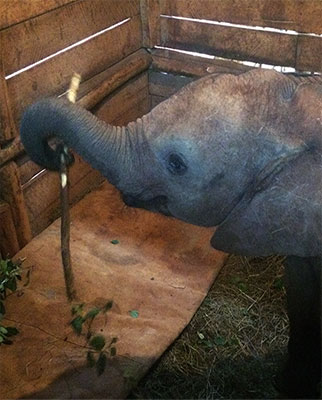 Ndotto - A Little Elephant With A Big Heart