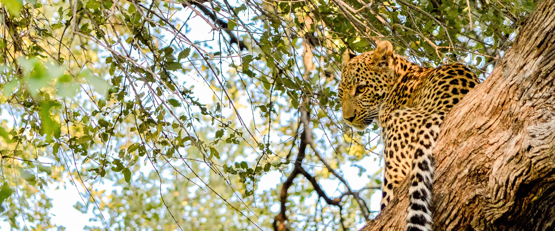 Luxury Botswana Safaris