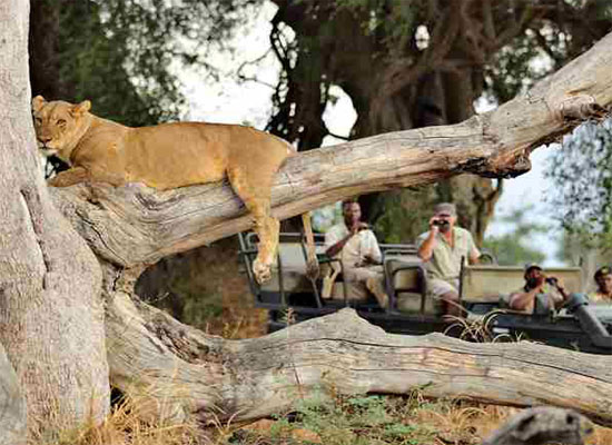 Lion safari experiences in Kenya’s Masai Mara.