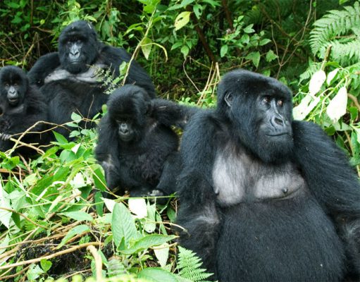 Gorillas gallery