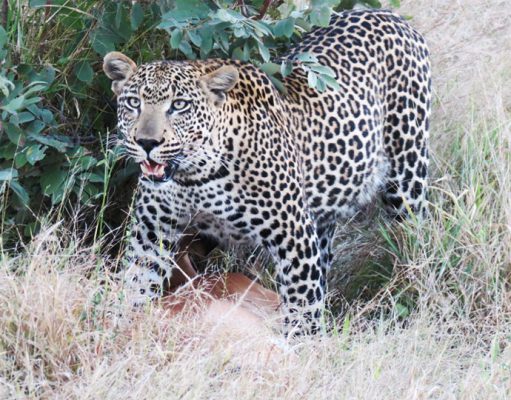 The Luxury Safari Company – Sensational Sabi Sabi gallery