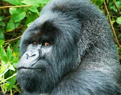 Gorillas gallery