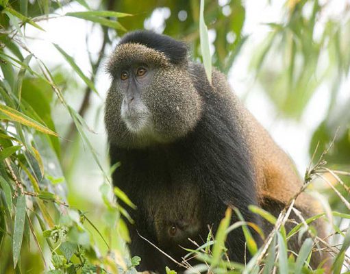 Sabyinyo Silverback Lodge gallery