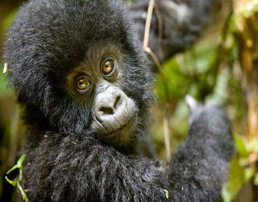 Happy World Gorilla Day! gallery