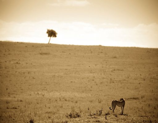 Tailor Made African Safaris – How To Book gallery