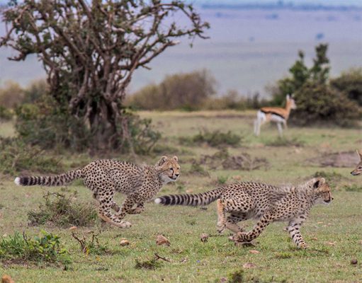 Top 2018 East African Safari Camps gallery