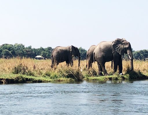 Sausage Tree Camp gallery