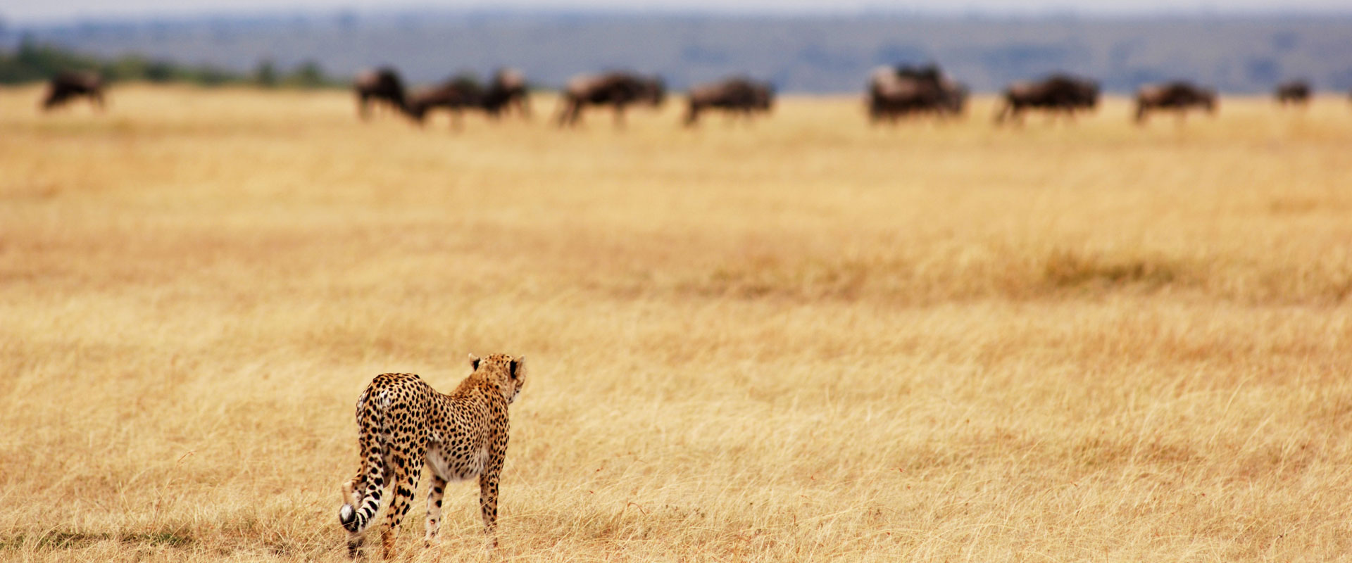 Luxury Tanzania Safaris