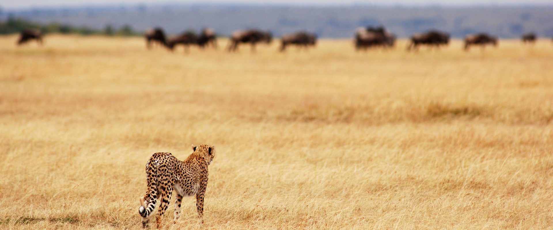 Serengeti & Migration Magic » Wildlife Safari