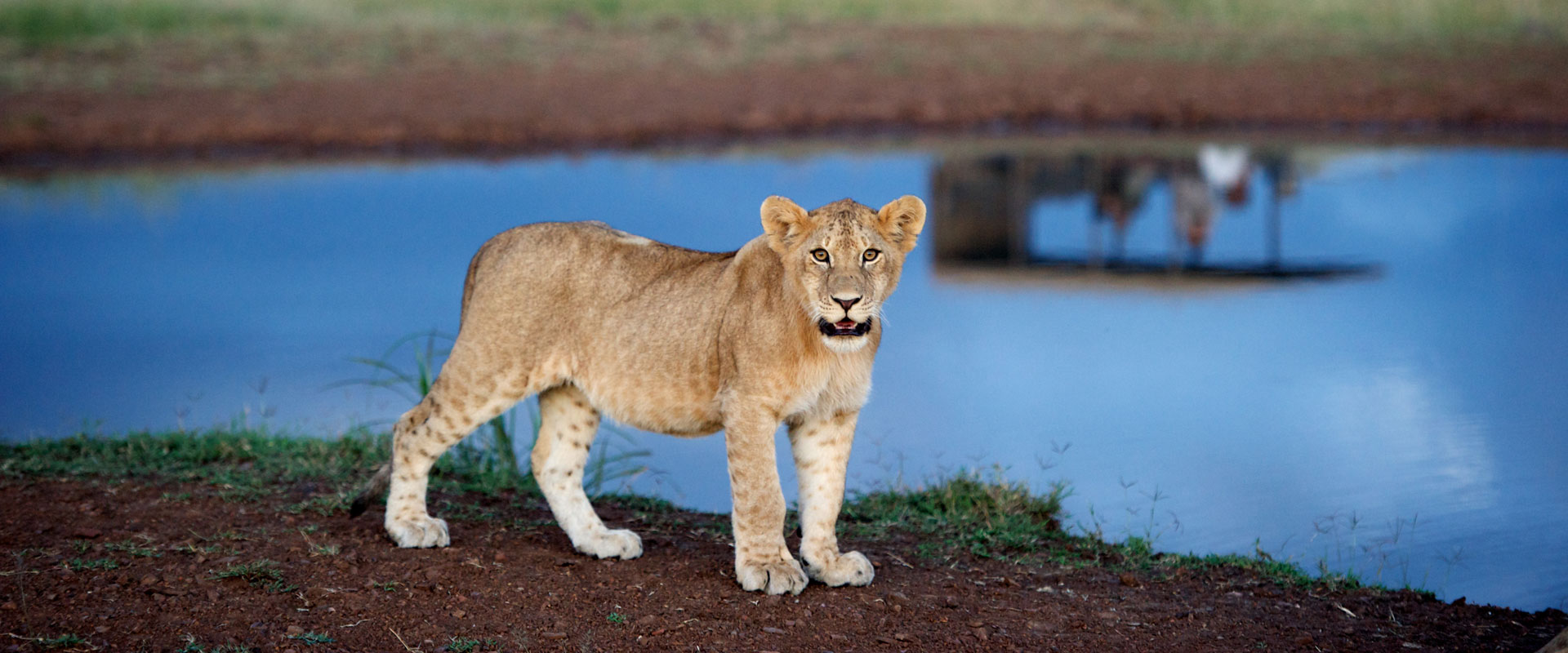Luxury Serengeti Safari