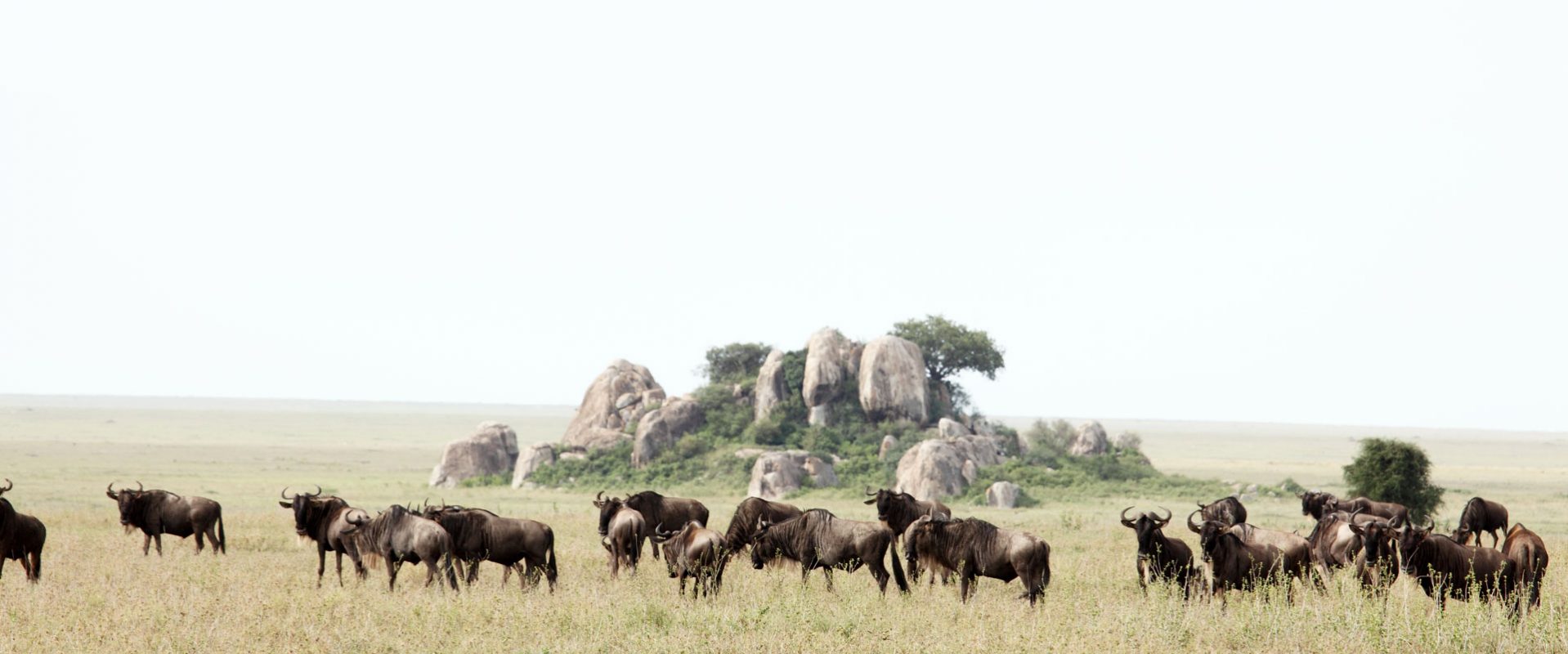 Luxury Tanzania Safaris