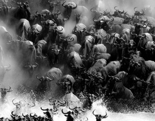 Serengeti Migration gallery