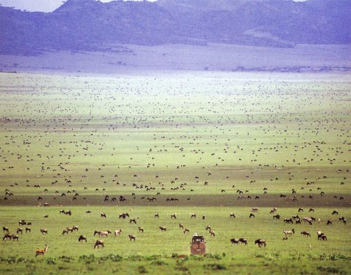 Serengeti Migration gallery