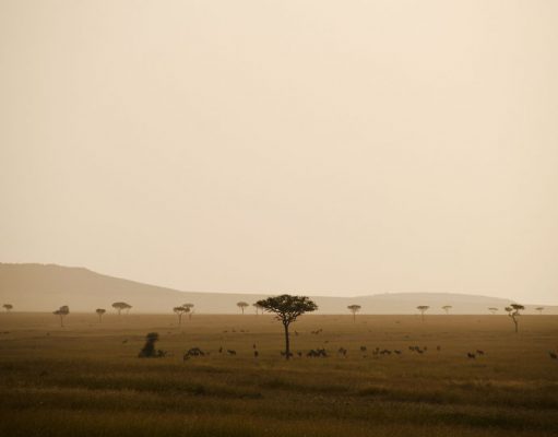 Serengeti Safari gallery