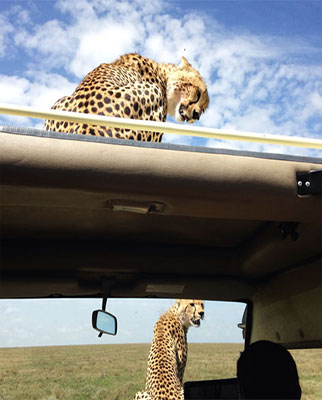 Luxury Serengeti Safaris