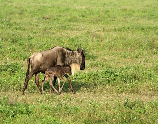 The Serengeti Wildebeest Migration gallery
