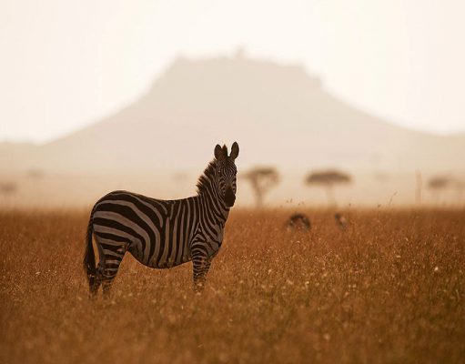 Northern Tanzania Safaris gallery