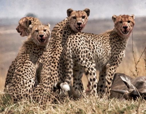 Serian Serengeti gallery