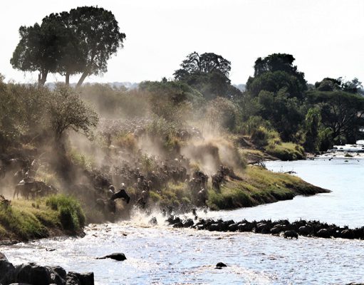 Serian Serengeti gallery
