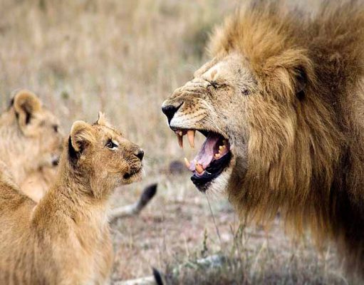 Top 10 Serengeti Safari Camps gallery