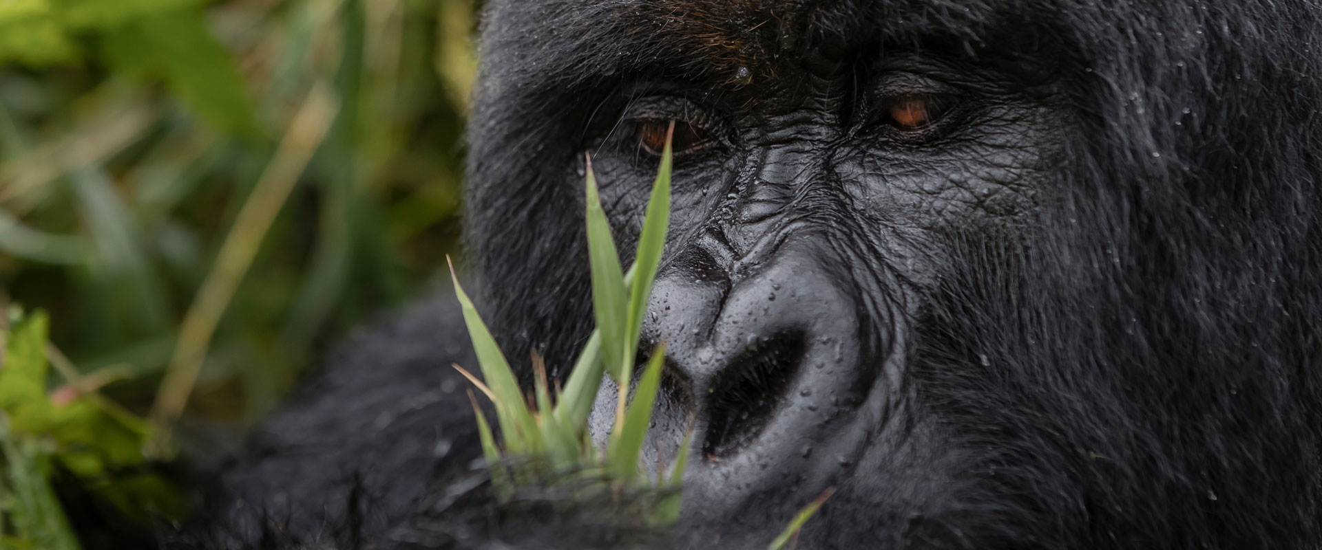 Gorilla Trekking Safaris Volcanoes National Park - Gorillas
