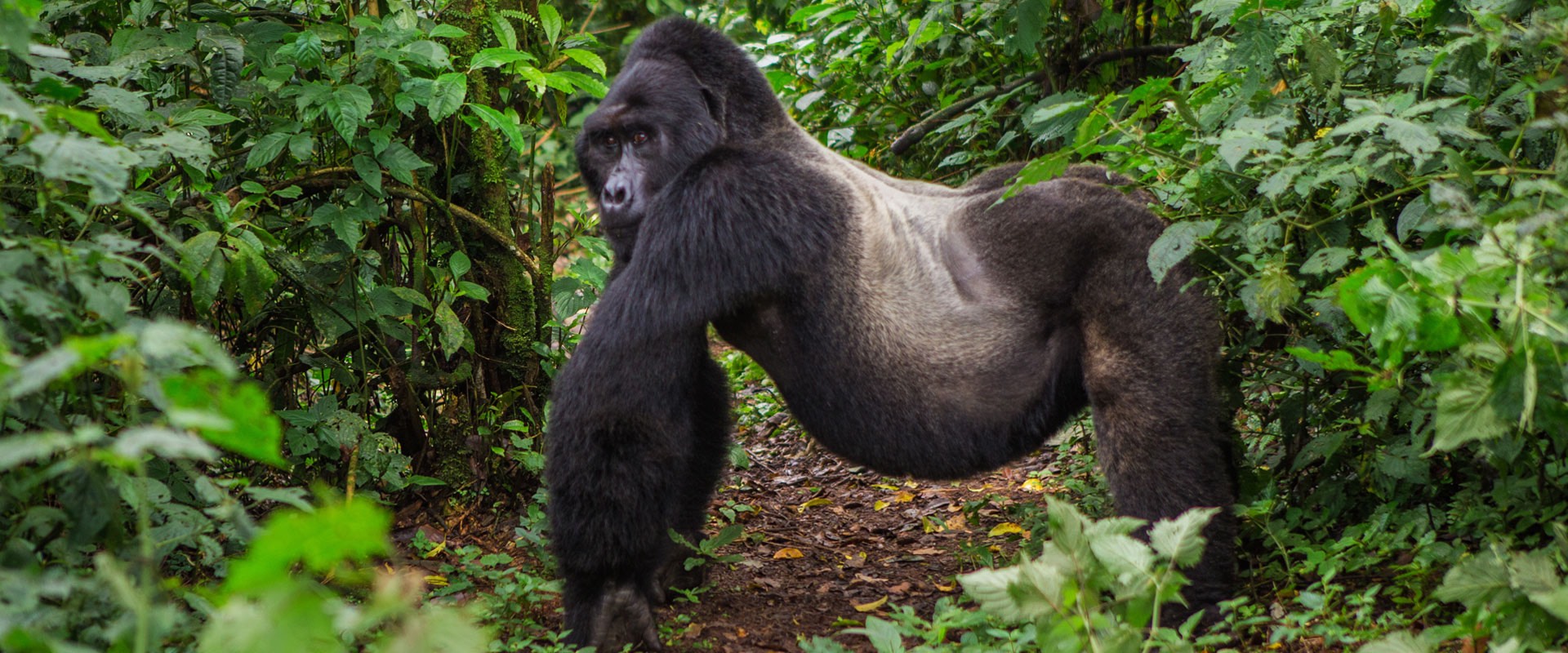 singita kwitonda luxury Gorilla Trekking Safaris Volcanoes National Park - Gorillas