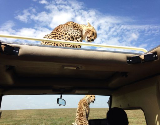 Northern Tanzania Safaris gallery